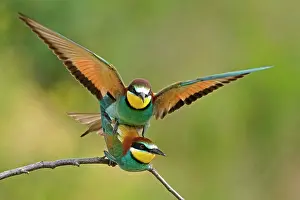 Eaters: Two bee-eaters (Merops apiaster), animal pair, copulate