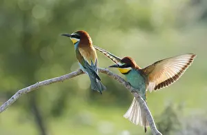 Insectivore: Bee eaters (Merops apiaster), a couple on a branch