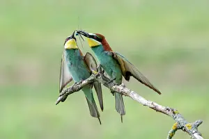 Eater: Two bee-eaters (Merops apiaster) with dragonfly