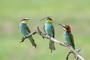 Eater: Three Bee-eaters (Merops apiaster) with dragonfly