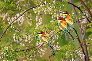 Eaters: Bee-eaters (Merops apiaster), flowers, shrub, Rhineland-Pala