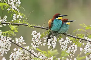 Eater: Bee-eaters (Merops apiaster), pair of animals in