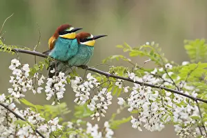 Eater: Bee-eaters (Merops apiaster), pair of animals in