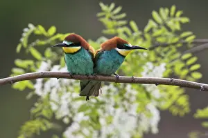 Eater: Bee-eaters (Merops apiaster), pair of animals sitting