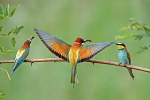 Eater: Three bee-eaters (Merops apiaster) with prey sitting