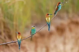 Eater: Four Bee-eaters (Merops apiaster) sit side by side