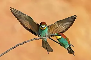 Eaters: Two bee-eaters (Merops apiaster) sitting on a branch