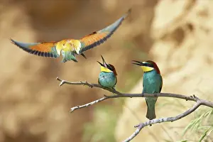 Screaming: Bee-eaters - Pair Screaming at intruder in flight