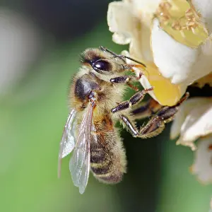 Pollenation: Bee - on flower