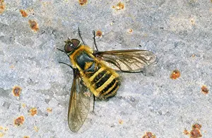 Note: Bee FLY - basking (note wing venation)