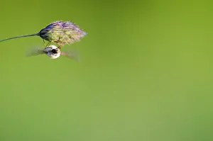 Franche: Bee-fly (Bombylius sp) - Bourgogne - France