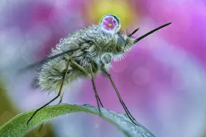 Brachycera: Bee fly (Bombylius sp) with dew drop refracting