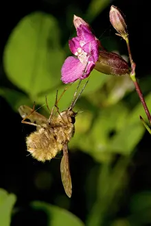 Catchflies: Bee-Fly - caught by the sticky viscid hairs of