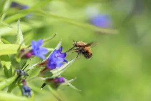 Creature: Bee Fly - Devon - UK