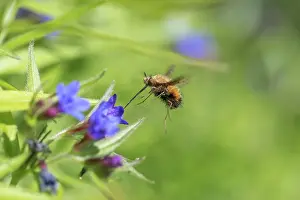 Creature: Bee Fly - at Flower - UK