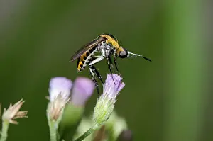 Brachycera: Bee-fly - on Goatweed flower (Ageratum conyzoides)