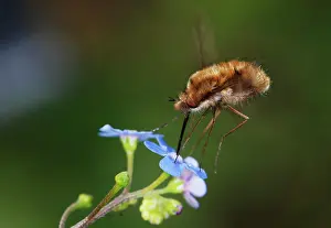 Bombylius: Bee-fly - hovering while feeding on nectar from