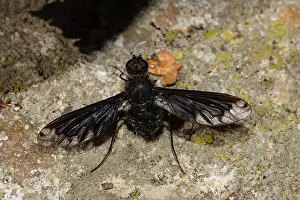 Plate: Bee fly with outstretched wings sitting on stone