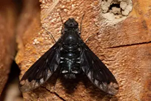 Piece: Bee fly sitting on piece of wood from behind