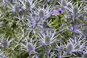 Mark Boulton: Bee-friendly Eryngium flowers in bloom, Scotland