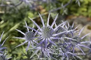 Mark Boulton: Bee-friendly Eryngium flowers in bloom, Scotland