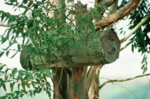 Hung: Bee Hive - for wild BeeIs, made of hollowed trunks