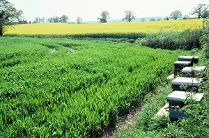 Hives: BEE HIVES IN FIELD