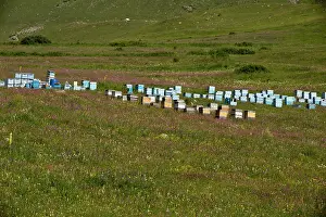 Hives: Bee Hives in flowery grassland near Cildir, north-east