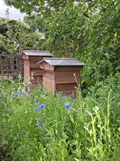 Hives: Bee Hives in garden