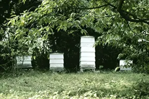 Orchards: Bee Hives - Langstrath hives in apple orchard