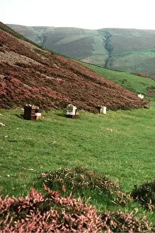 Beehive: BEE HIVES - Taken to heather