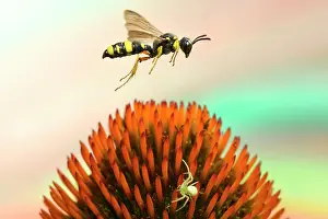 Coneflower: Bee-hunting nodular wasp (Cerceris rybyensis) flies