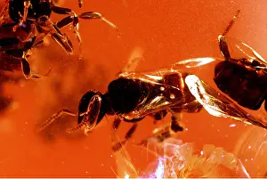 Amber: Bee inside AMBER - Quaternary amber (Copal)
