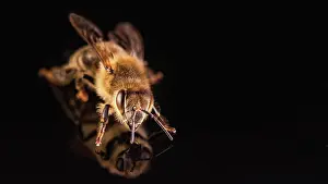 Honeybee: Bee isolated on black background. Honeybee detail
