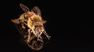 Suck: Bee isolated on black background. Honeybee detail