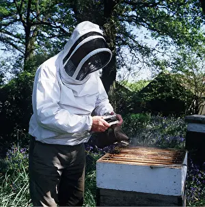 Inspecting: BEE KEEPER at hive - inspecting bees on comb wearing