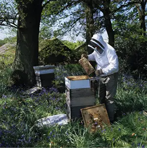 Hobbies: BEE KEEPER at hive - inspecting Honeybees on comb