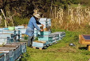 Hives: Bee-keeper among his hives in the old saxon village
