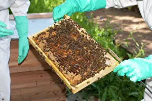 Keeper: Bee Keeper - holding frame