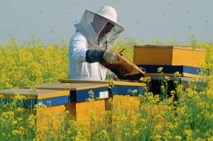 Beekeepers: Bee-keeper - rapeseed (brassica napus)