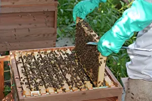 Keeper: Bee Keeper - removing frame from hive