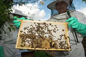 Keeper: Bee Keeper - showing comb to frame