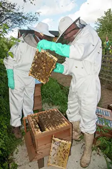 Inspecting: Bee Keepers inspecting frame
