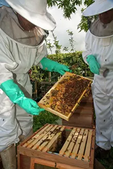 Inspecting: Bee Keepers - inspecting frame