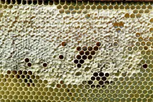 Hives: BEE KEEPING - Capped honey comb in Honeybee hive