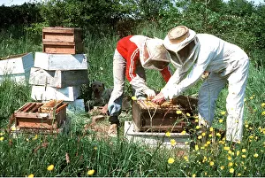 Hobbies: BEE KEEPING - changing Honeybee colony from WBC
