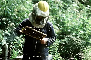 Hobbies: BEE KEEPING - inspecting combs of Honeybees