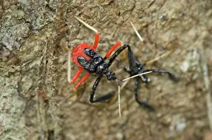 Assassin: Bee Killer (Calliclopius negripes)