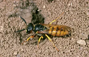 Triangulum: Bee-killer Wasp / Bee Wolf