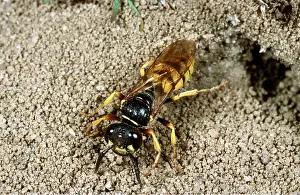 Wasps: BEE-KILLER WASP - at nest hole